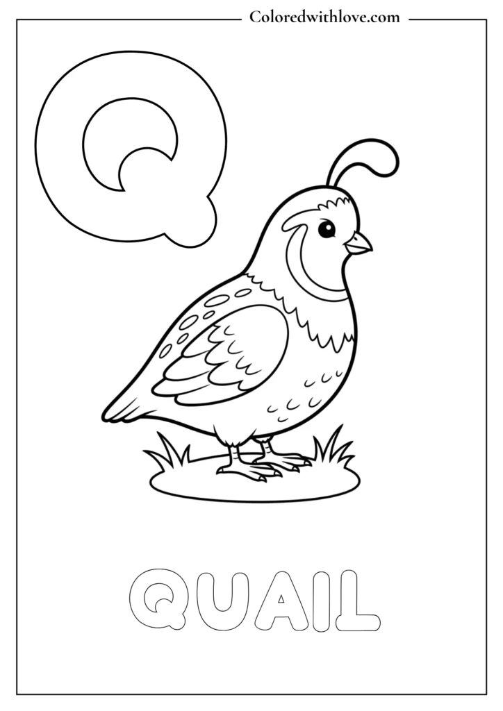 Q is for quail coloring page