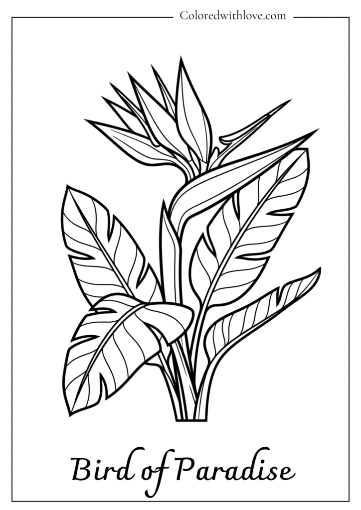 Tropical bird of paradise flower with sharp crests designed for a bold flowers coloring page.
