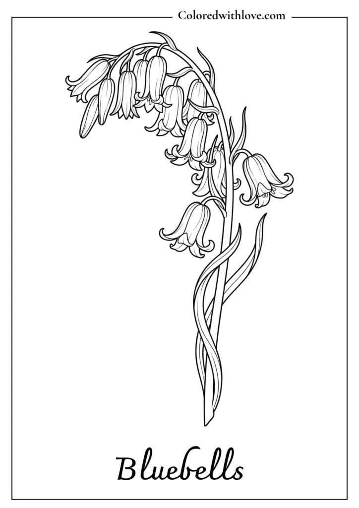 Drooping stem of bell-shaped bluebell flowers in a clear, easy-to-read flowers coloring page.
