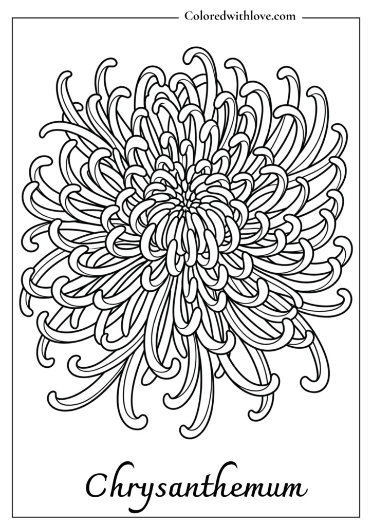 Spider chrysanthemum with long, curving tubular petals in a printable flowers coloring page.