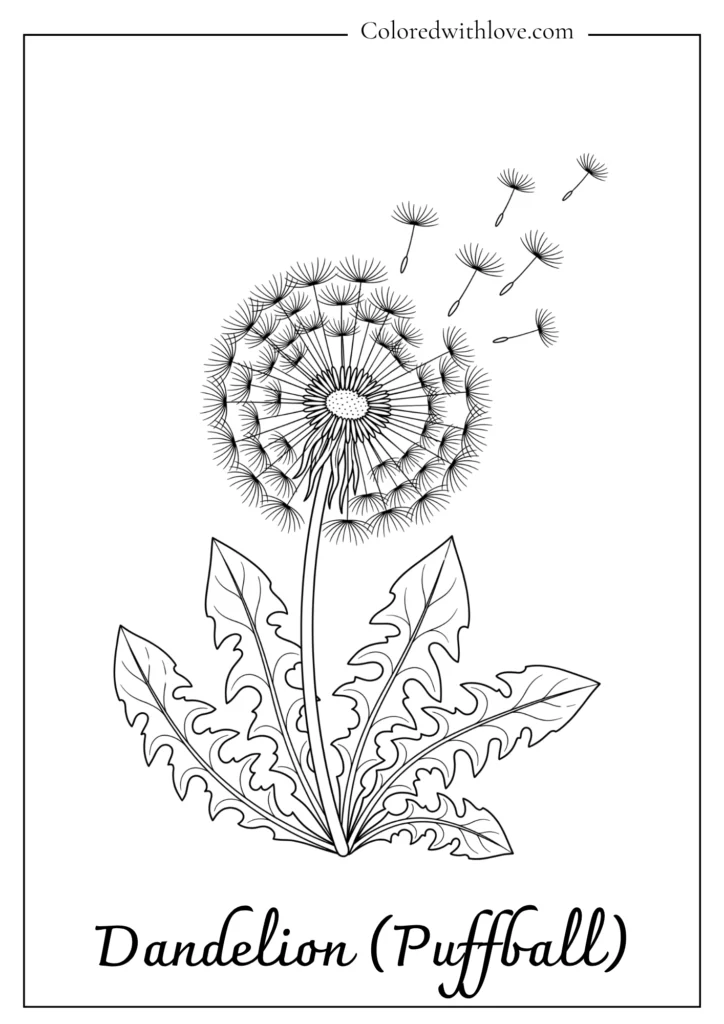 Mature dandelion seed head with simple parachute seeds for a printable flowers coloring page.