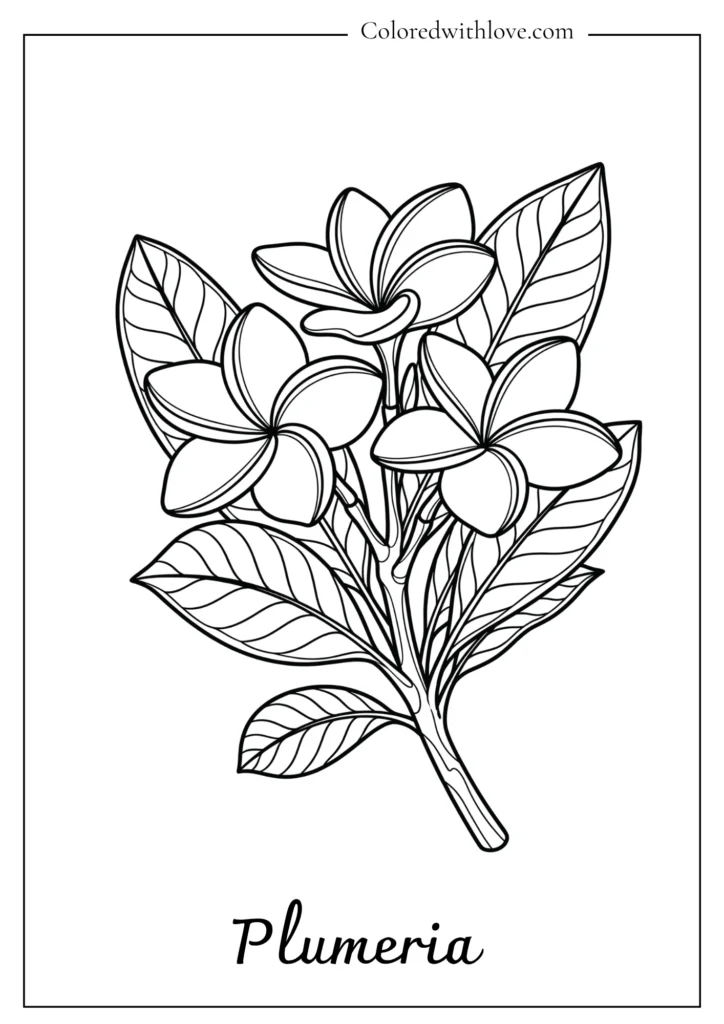Cluster of three tropical plumeria blossoms in a clear, printable flowers coloring page.