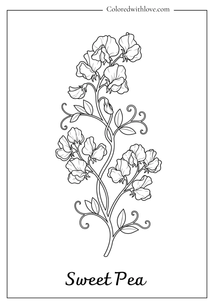 Strand of climbing sweet pea flowers on a curling vine in this elegant flowers coloring page.